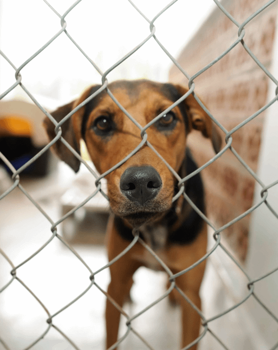 Christy Singrey Animal Welfare Christy Singrey Animal Welfare